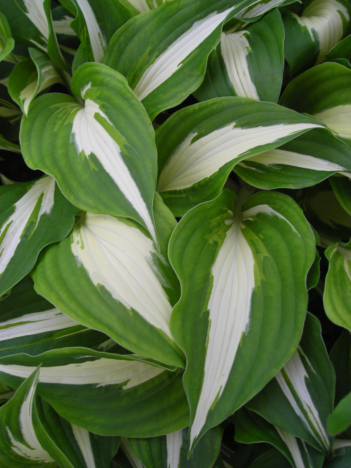 Hosta 'Night Before Christmas' - Blue Sky Nursery