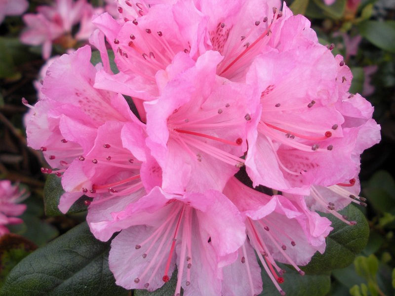 Rhododendron 'Olga Mezitt' - Blue Sky Nursery