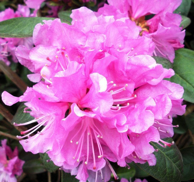 Rhododendron 'PJM Elite' - Blue Sky Nursery