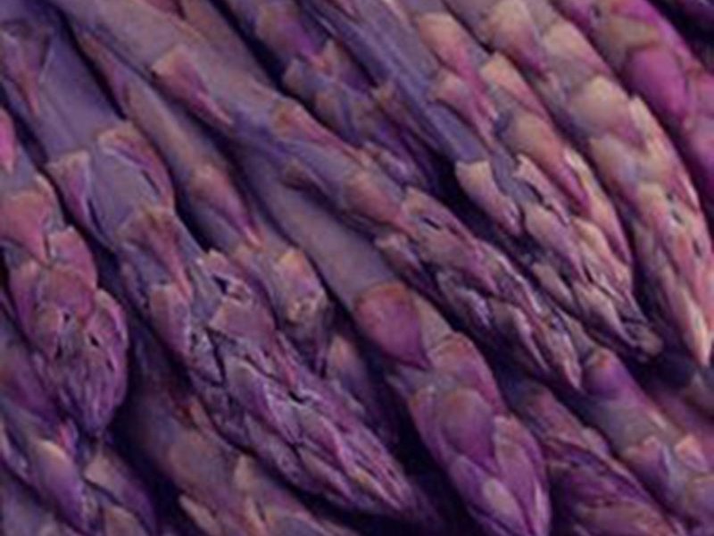 Asparagus officinalis 'Purple Passion' Blue Sky Nursery