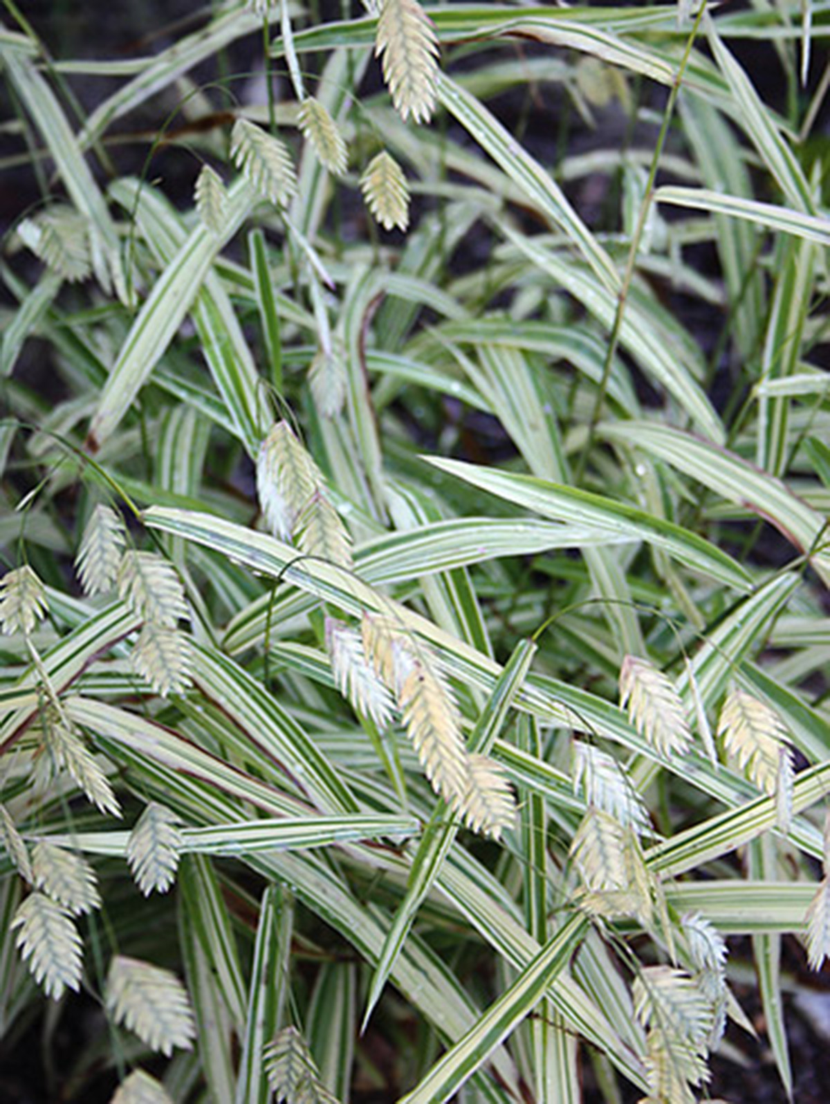 Chasmanthium latifolium 'River Mist' - Blue Sky Nursery