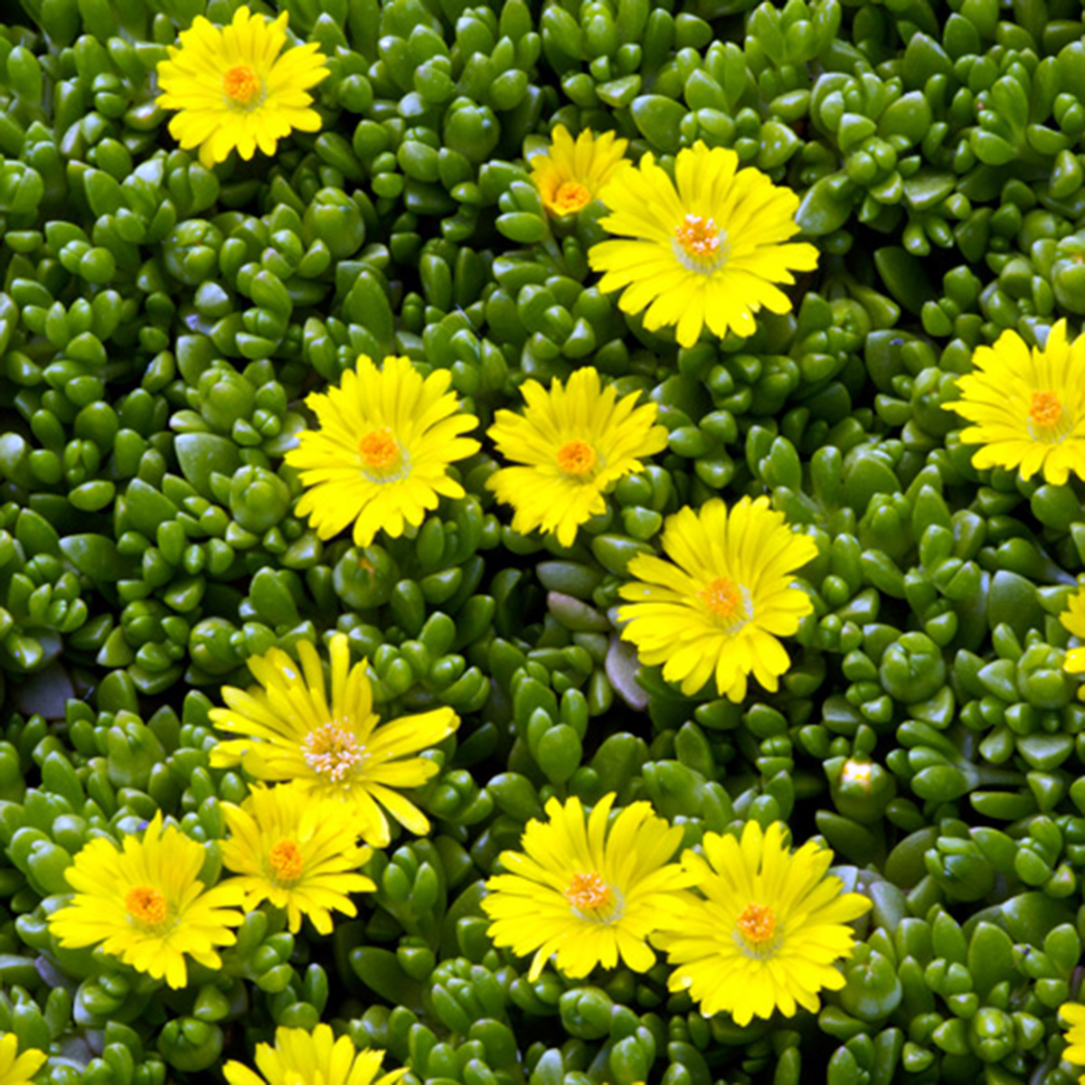 Delosperma nubigenum - Blue Sky Nursery