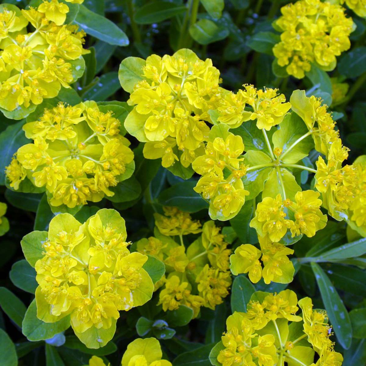 Euphorbia polychroma - Blue Sky Nursery