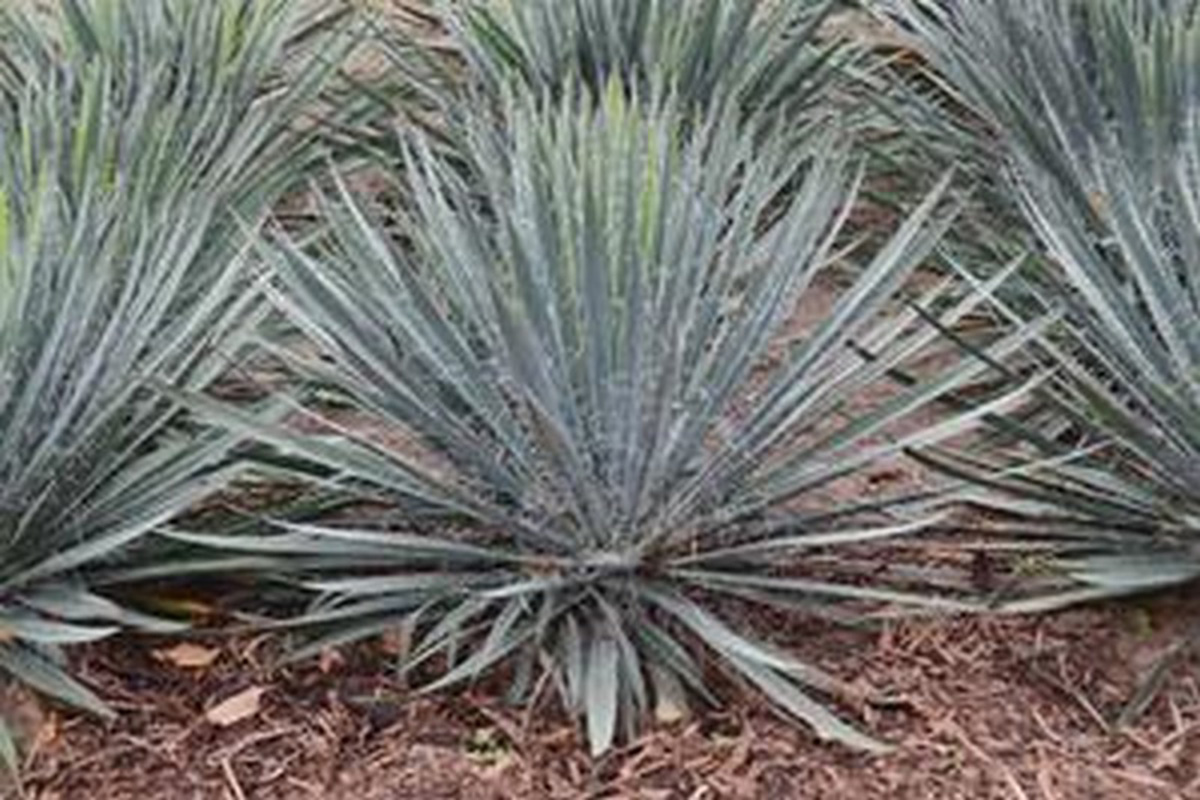 Yucca filamentosa Excalibur - Blue Sky Nursery