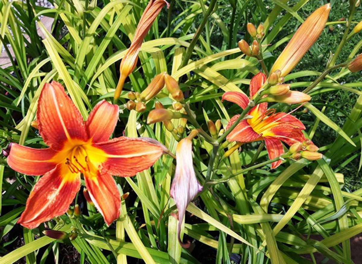 Hemerocallis Fulva Blue Sky Nursery