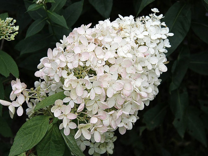 Hydrangea paniculata 'Bombshell' - Blue Sky Nursery