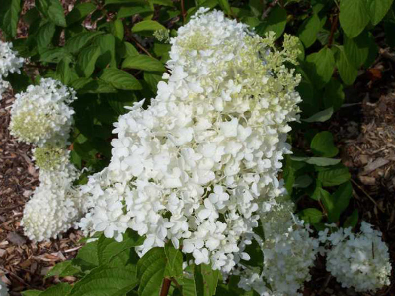 Hydrangea paniculata 'Little Lamb' - Blue Sky Nursery