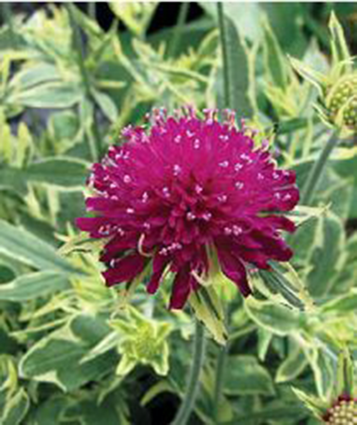 Короставник Македонский (Knautia Macedonica)