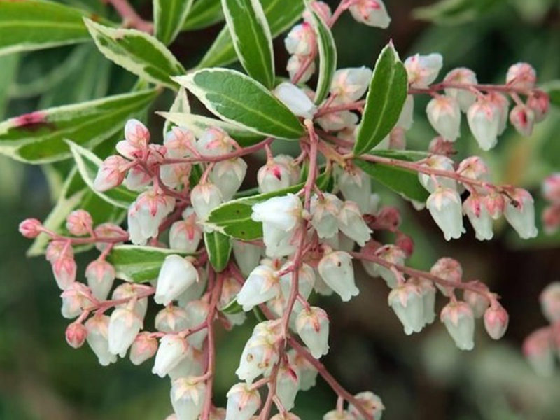 Pieris japonica 'Little Heath' - Blue Sky Nursery