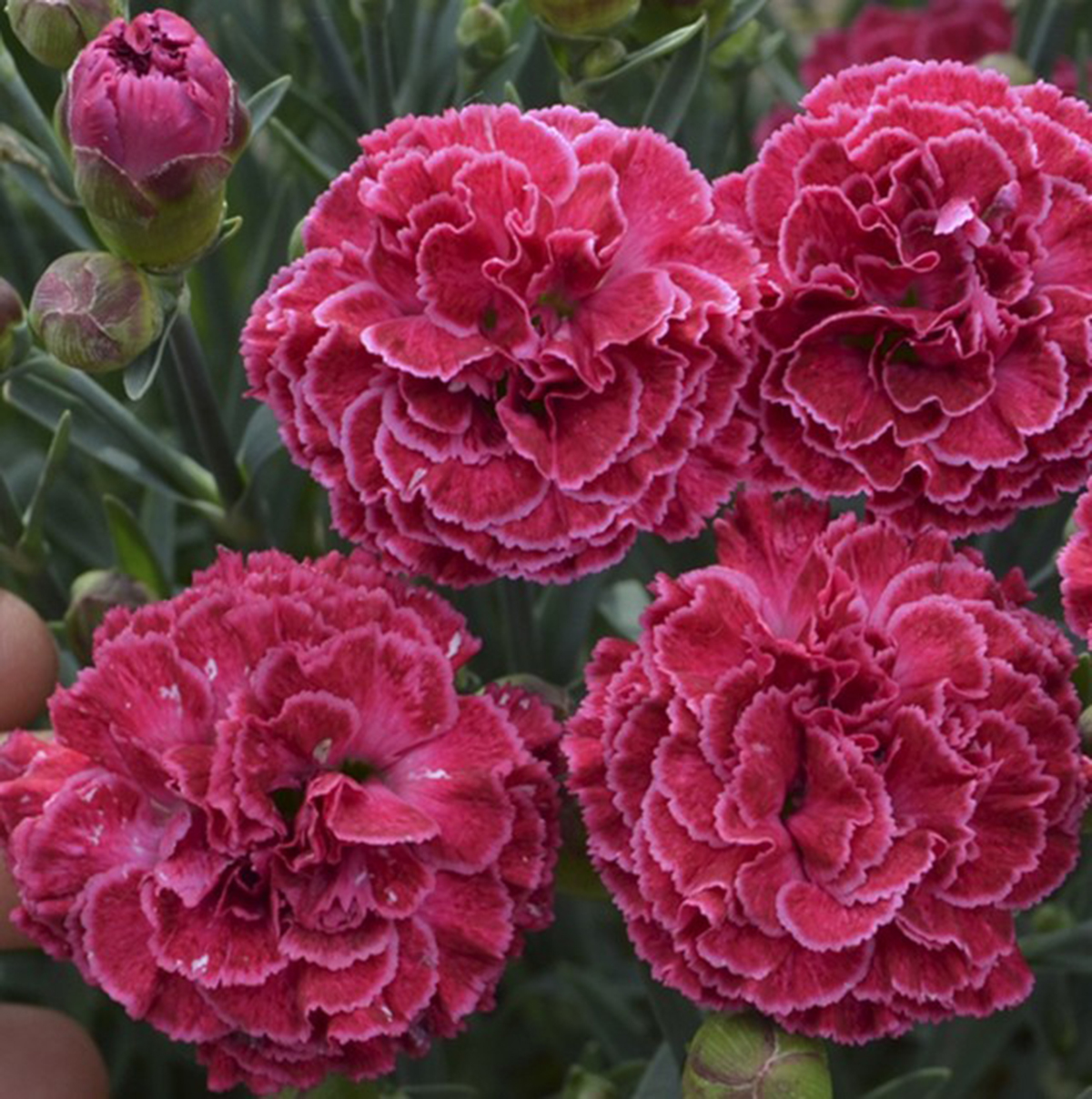 Dianthus 'Raspberry Ruffles' (Fruit Punch Series) - Blue Sky Nursery