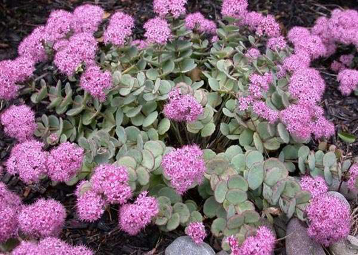 Sedum sieboldii - Blue Sky Nursery