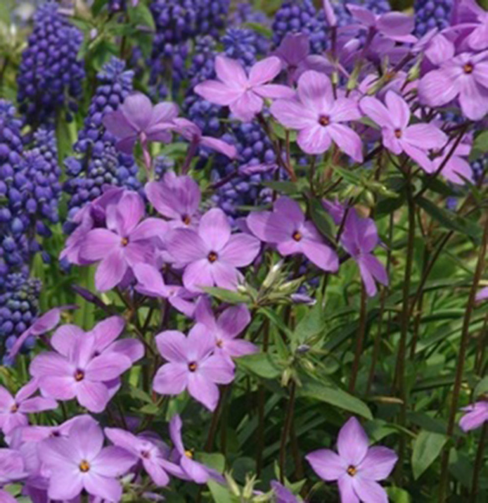 Phlox stolonifera 'Sherwood Purple' - Blue Sky Nursery