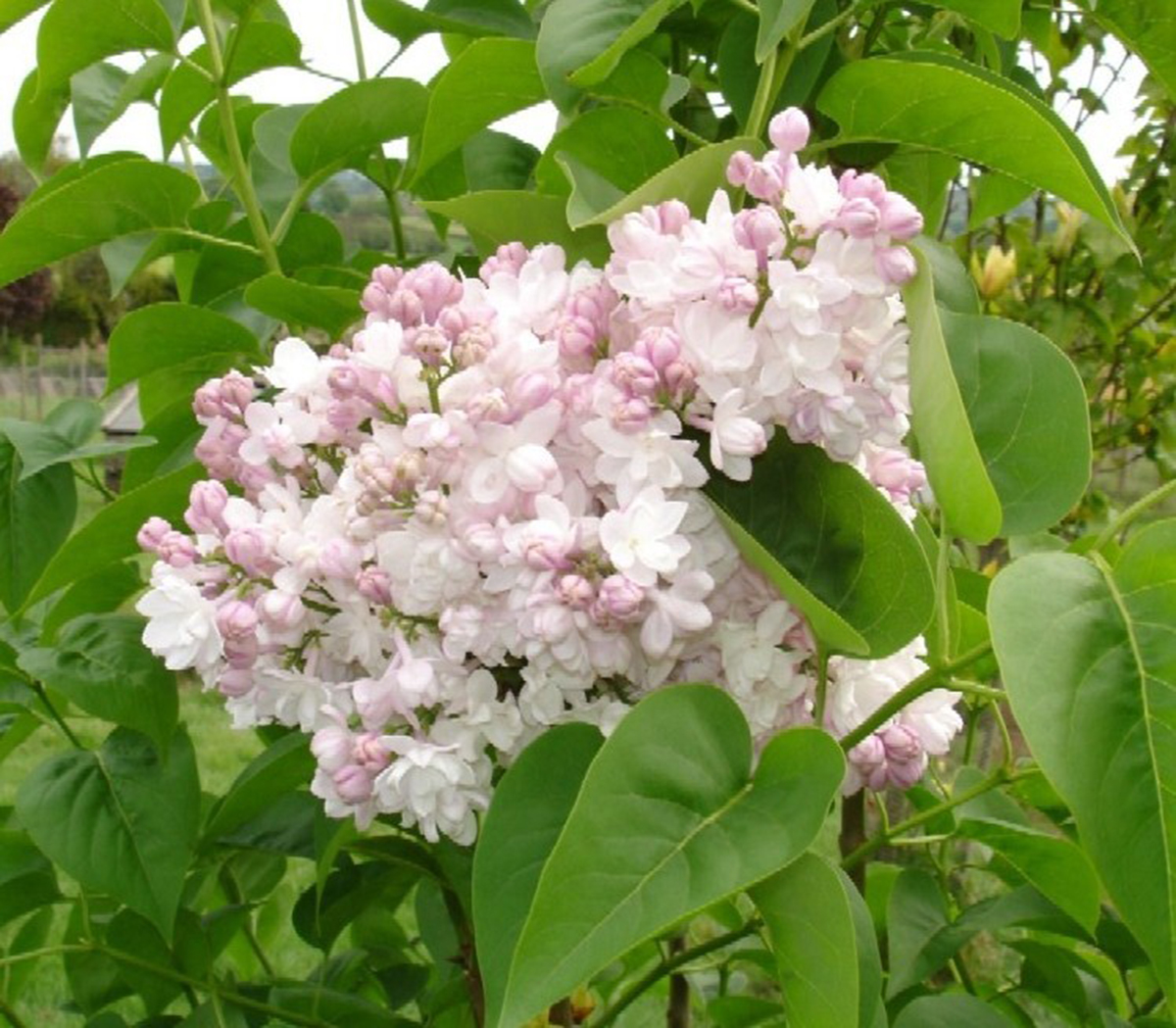 Syringa vulgaris 'Krasavitsa Moskvy' - Blue Sky Nursery