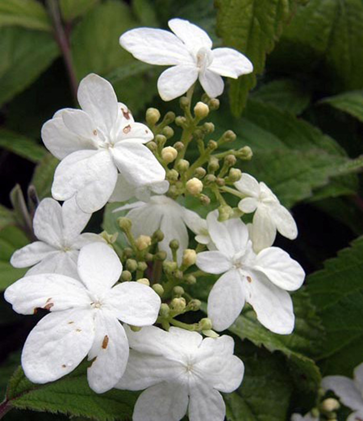 Viburnum plicatum 'Kilimanjaro' Blue Sky Nursery