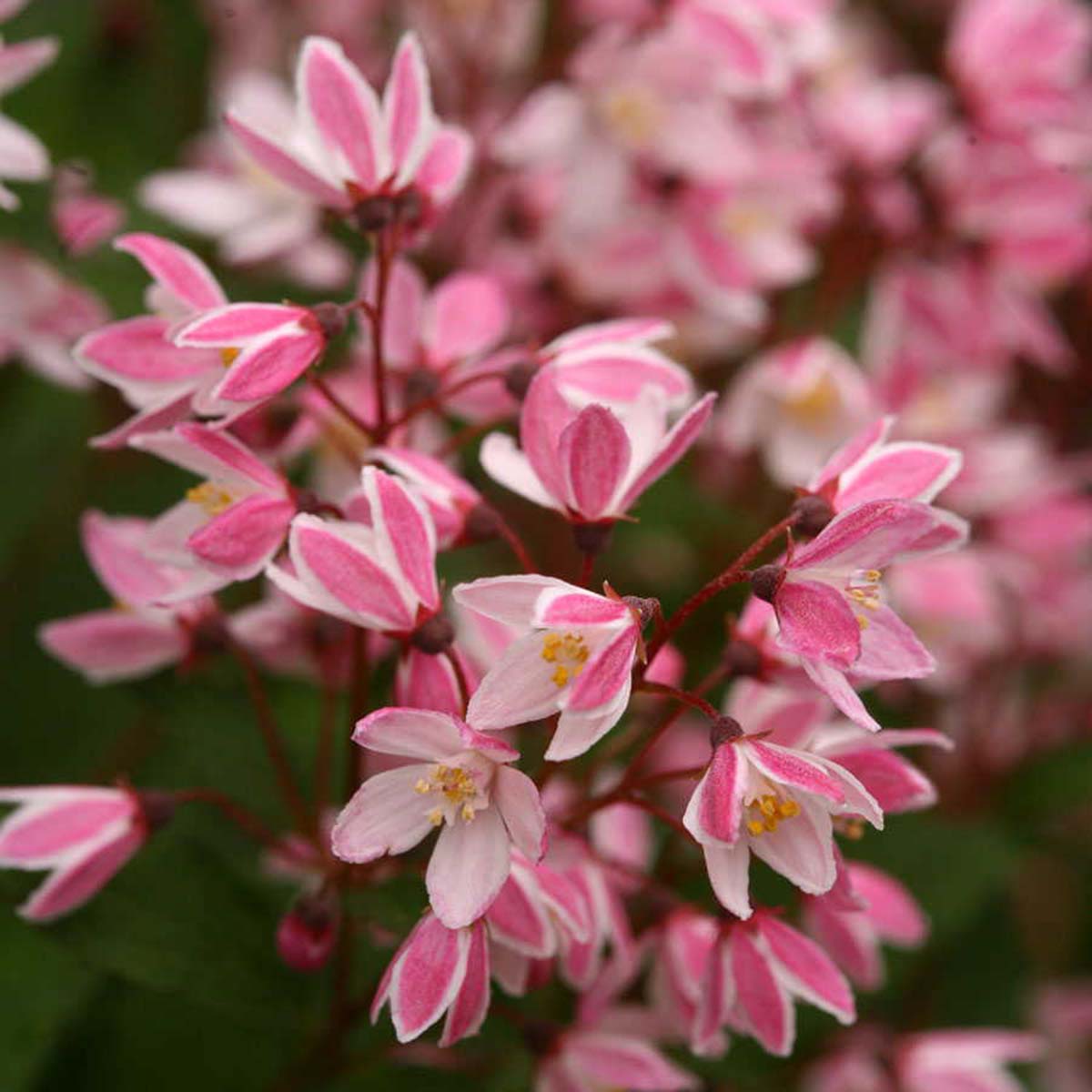 Deutzia Gracilis Yuki Cherry Blossom Blue Sky Nursery