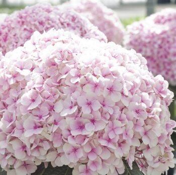 Hydrangeas – Blue Sky Nursery